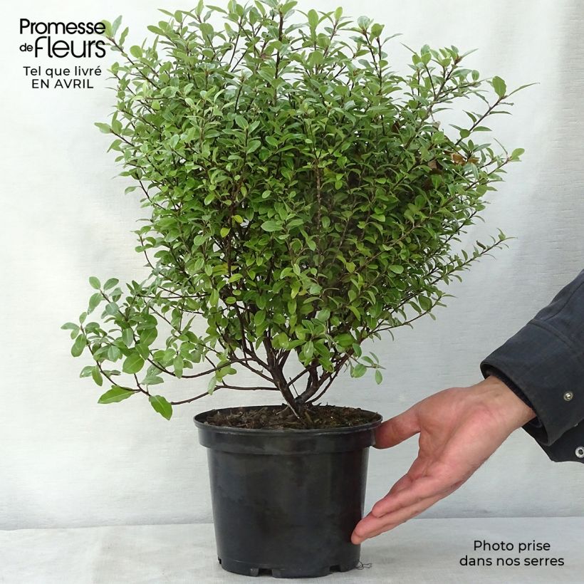 Pittosporum tenuifolium Golf ball - Pittosporum à petites feuilles Pot de 2L/3L Ejemplar entregado en la primavera