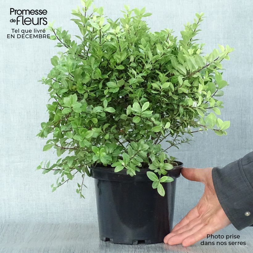 Pittosporum tenuifolium Golf ball - Pittosporum à petites feuilles Pot de 2L/3L Ejemplar entregado en invierno