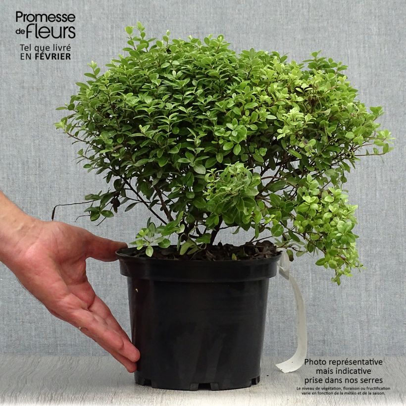 Ejemplar de Pittosporum tenuifolium Golf ball - Pittosporum à petites feuilles Pot de 2L/3L entregado en otoño