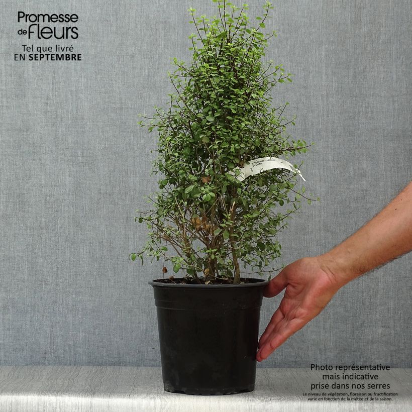 Ejemplar de Pittosporum tenuifolium Green Elf en pot de 4l/5l entregado en otoño