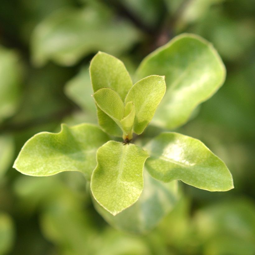 Pittosporum tenuifolium Green elf (Follaje)