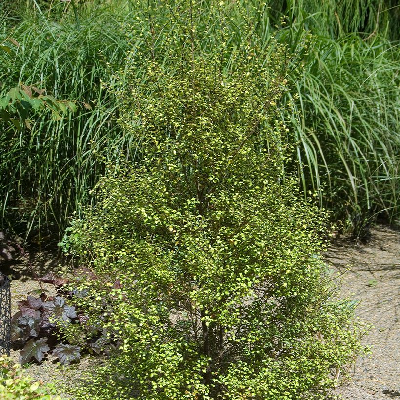 Pittosporum tenuifolium Green elf (Porte)