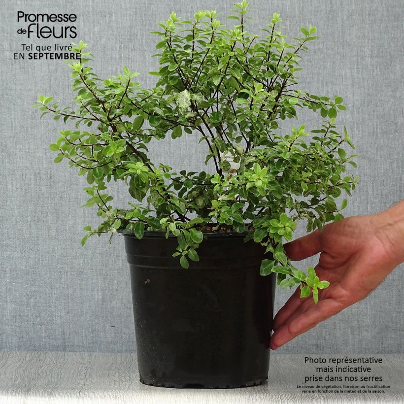 Ejemplar de Pittosporum tenuifolium Irene Patterson pot de 4L/5L entregado en otoño