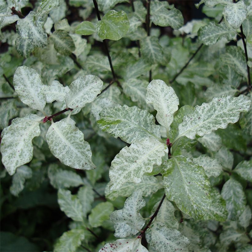 Pittosporum tenuifolium Irene Patterson (Follaje)