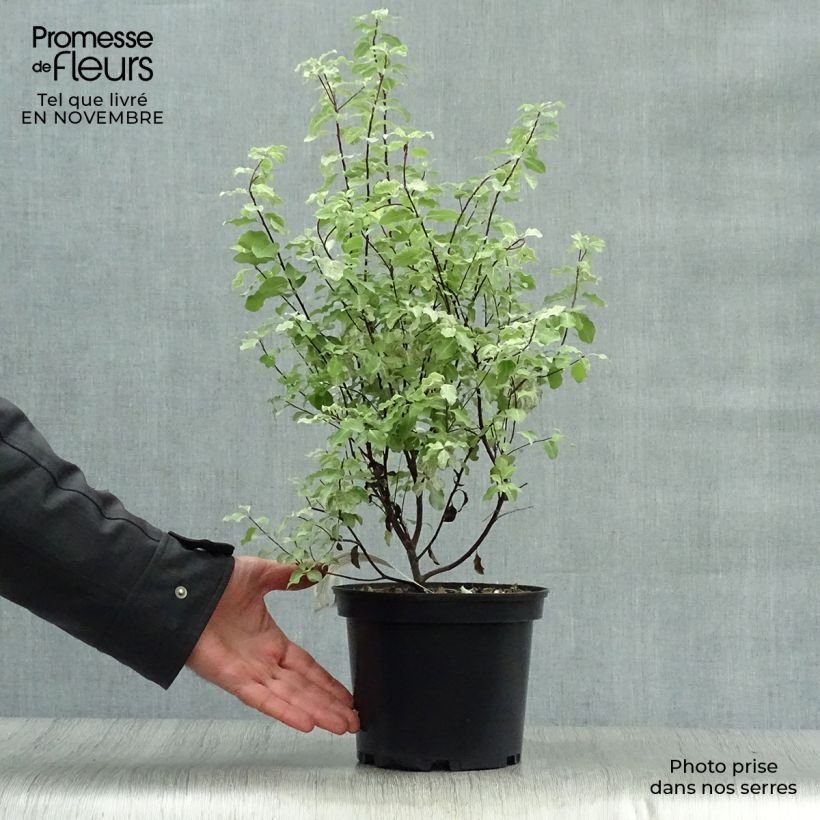 Ejemplar de Pittosporum tenuifolium Irene Patterson Pot de 2L/3L entregado en otoño