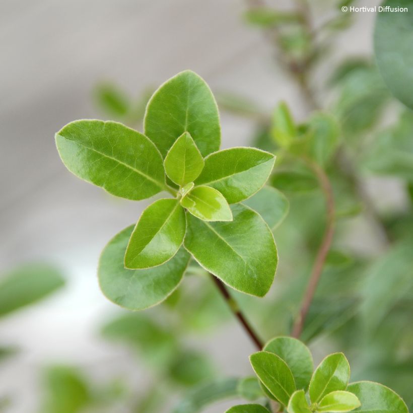 Pittosporum tenuifolium Irish Luck (Follaje)