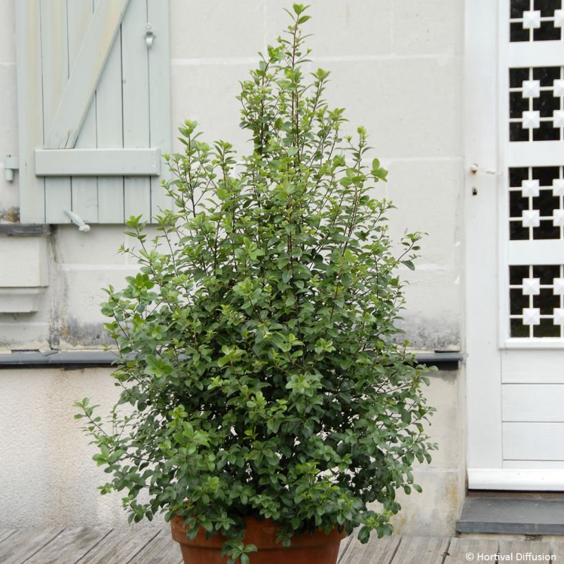 Pittosporum tenuifolium Irish Luck (Porte)