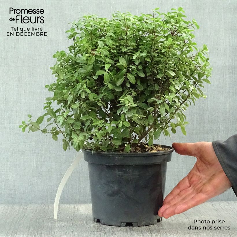 Pittosporum tenuifolium Midget Pot de 3L Ejemplar entregado en invierno