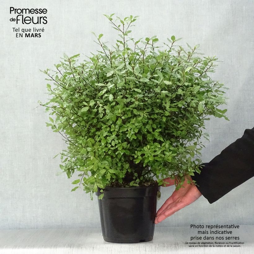 Pittosporum tenuifolium Midget Pot de 3L Ejemplar entregado en la primavera