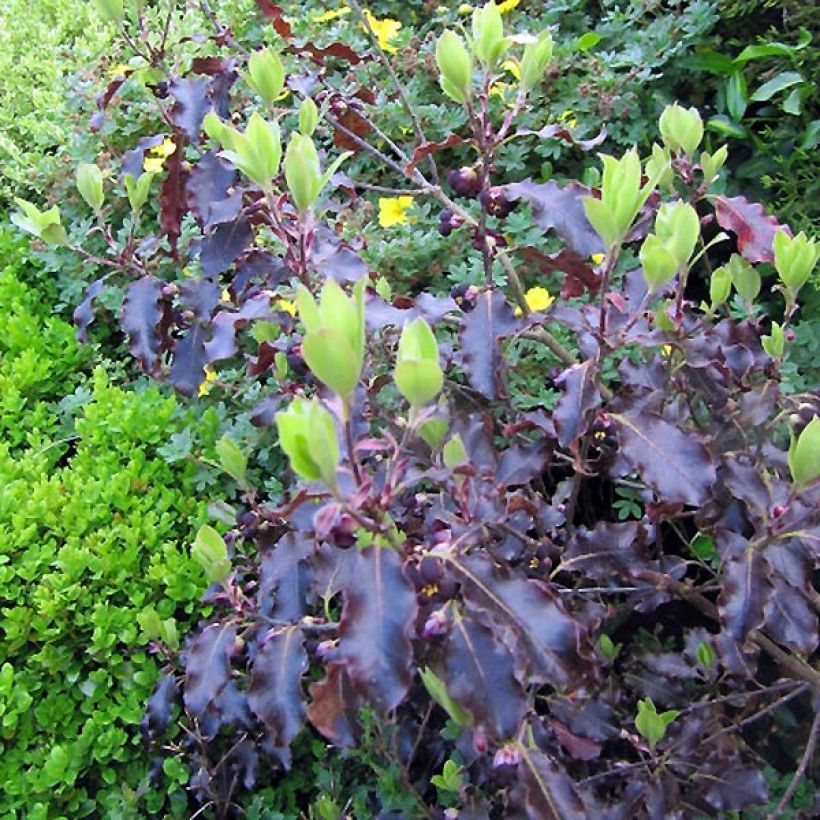 Pittosporum tenuifolium Purpureum (Follaje)