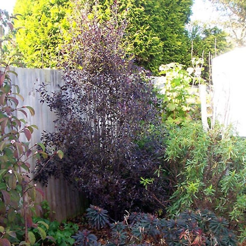 Pittosporum tenuifolium Purpureum (Porte)