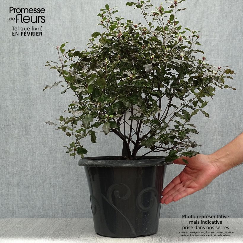 Ejemplar de Pittosporum tenuifolium Purpureum - Pittosporum à petites feuilles Pot de 7,5L/10L entregado en otoño