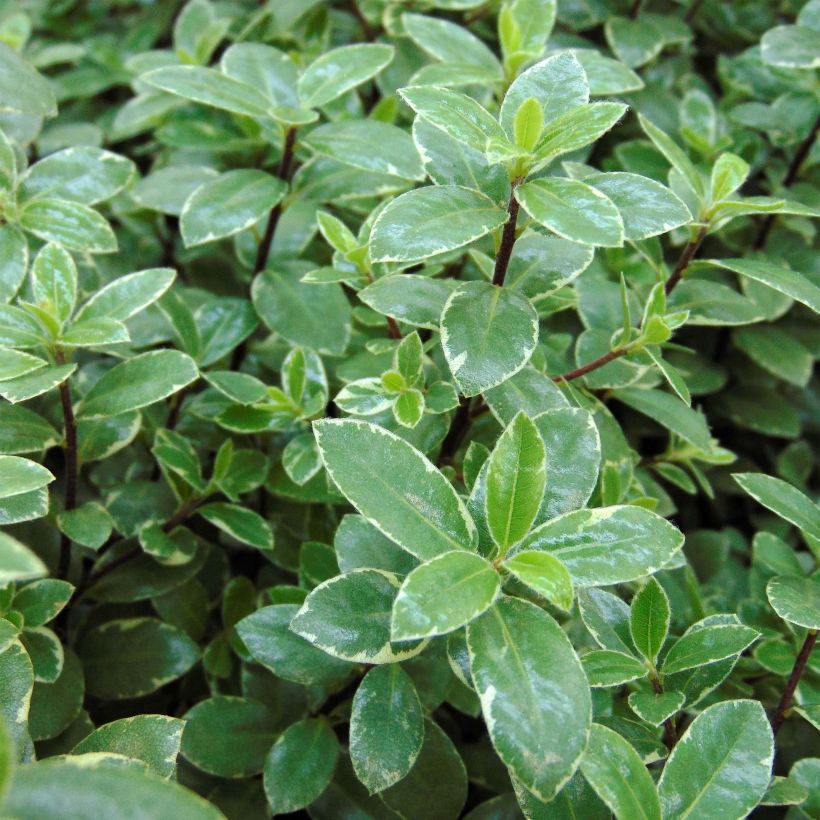 Pittosporum tenuifolium Silver Ball (Follaje)