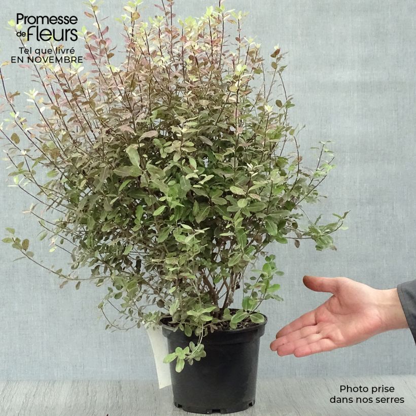 Ejemplar de Pittosporum tenuifolium Tom Thumb - Pittosporum à petites feuilles Pot de 2L/3L entregado en otoño