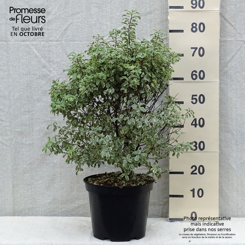 Ejemplar de Pittosporum tenuifolium Variegatum pot de 10L entregado en otoño