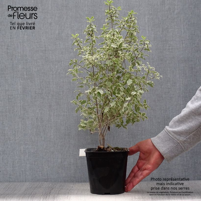 Ejemplar de Pittosporum tenuifolium Variegatum pot de 2L entregado en otoño