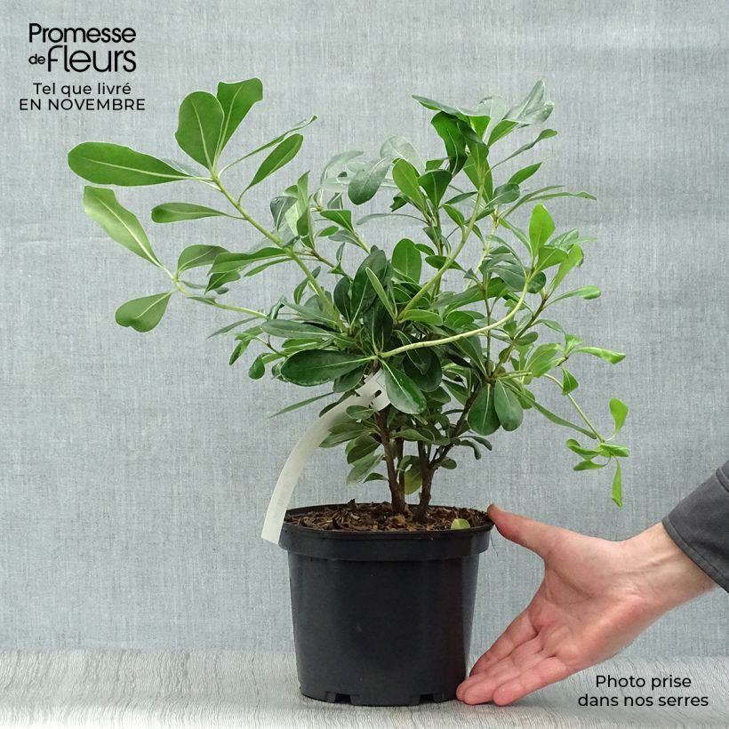 Ejemplar de Pittosporum tobira - Azahar de la China entregado en otoño