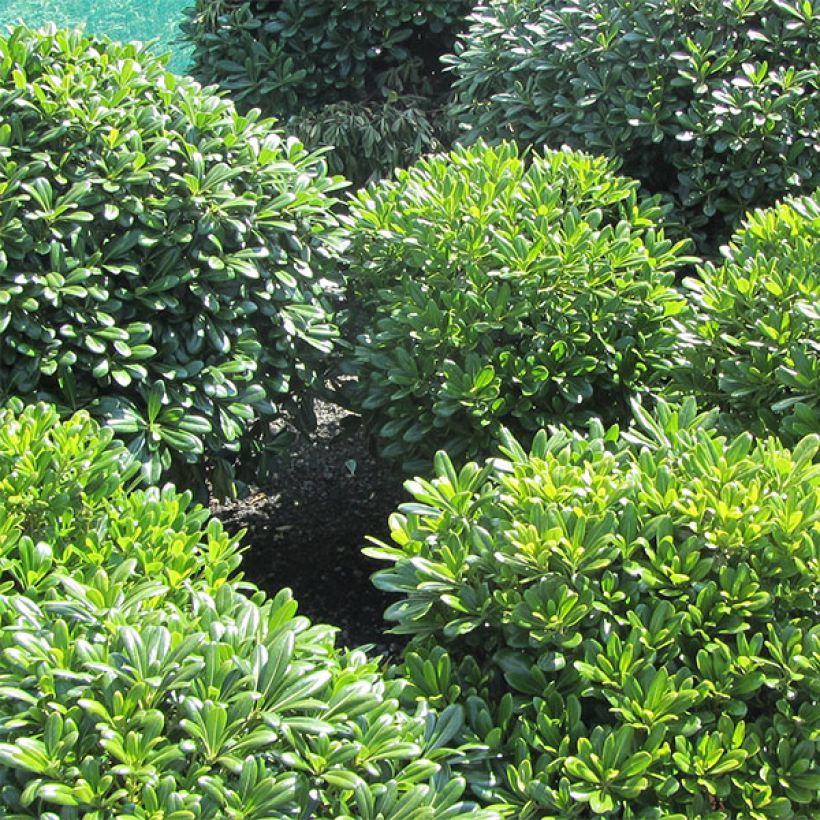 Pittosporum tobira Nanum - Azahar de la China (Porte)