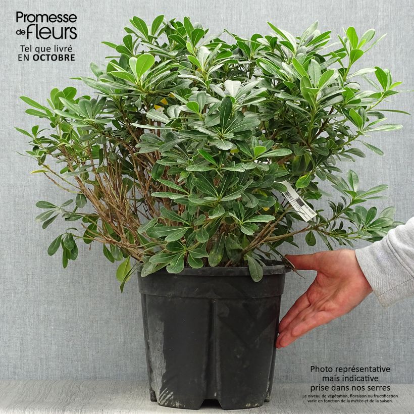 Ejemplar de Pittosporum tobira Nanum - Azahar de la China entregado en otoño