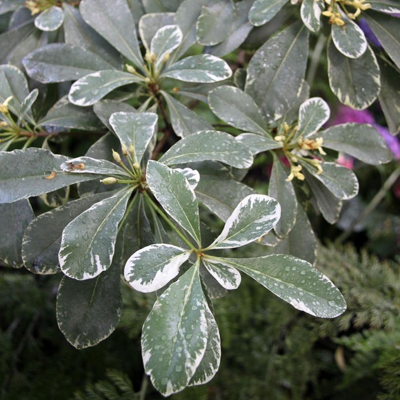 Pittosporum tobira Variegatum - Azahar de la China (Follaje)