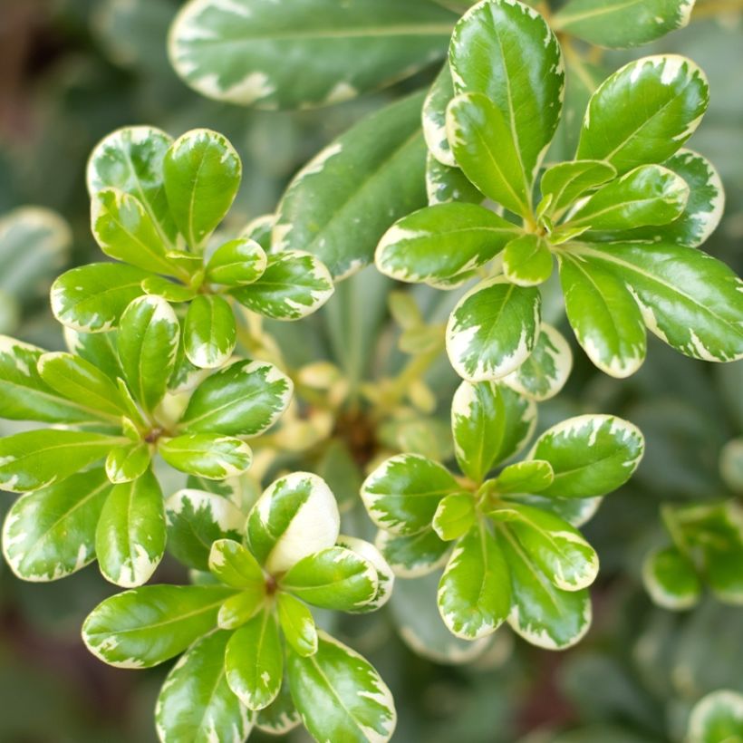 Pittosporum tobira var. nana Neige du mont Ventoux - Azahar de la China (Follaje)