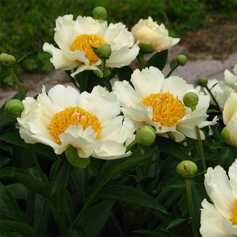 Peonia lactiflora Claire de Lune (Floración)