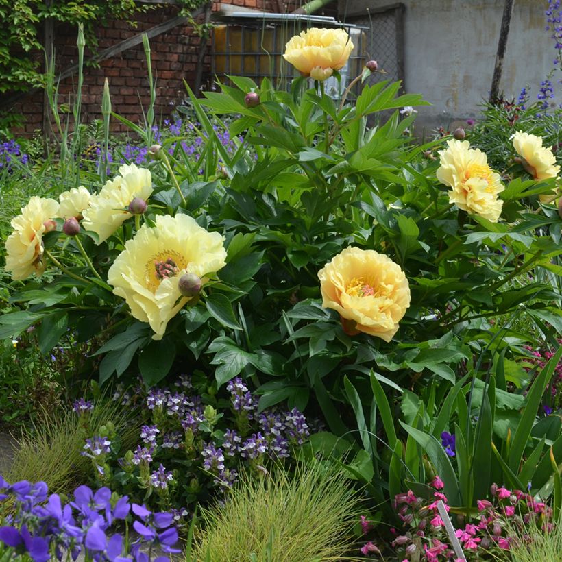 Peonia Itoh Garden Treasure (Porte)