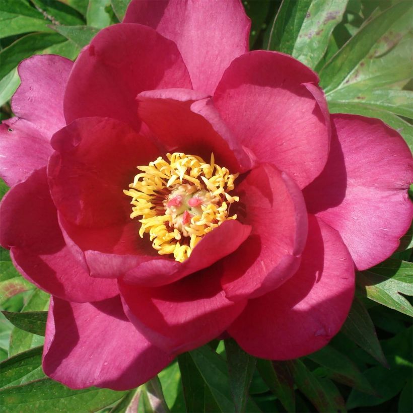 Peonia Itoh Pink Ardour (Floración)