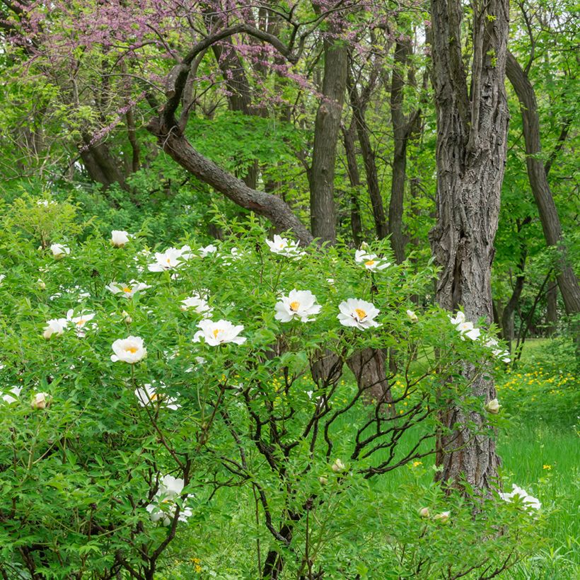 Peonia ostii Feng Dan Bai (Porte)