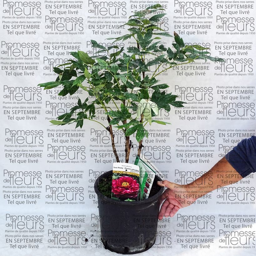 Ejemplo de ejemplar de Pivoine arbustive 13 Ri Yue Jin - Paeonia suffruticosa pot de 10L tal y como se entrega