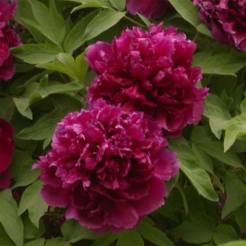 Peonía arbustiva Bai Yuan Hong Xia - Paeonia suffruticosa (Floración)