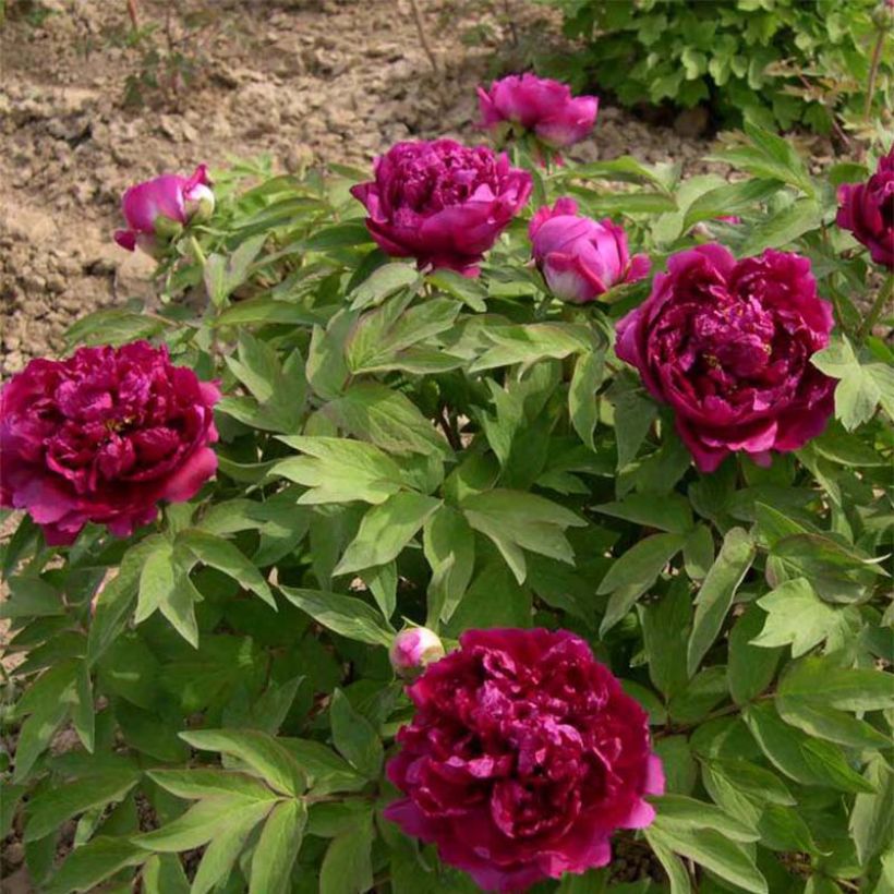 Peonía arbustiva Bai Yuan Hong Xia - Paeonia suffruticosa (Porte)