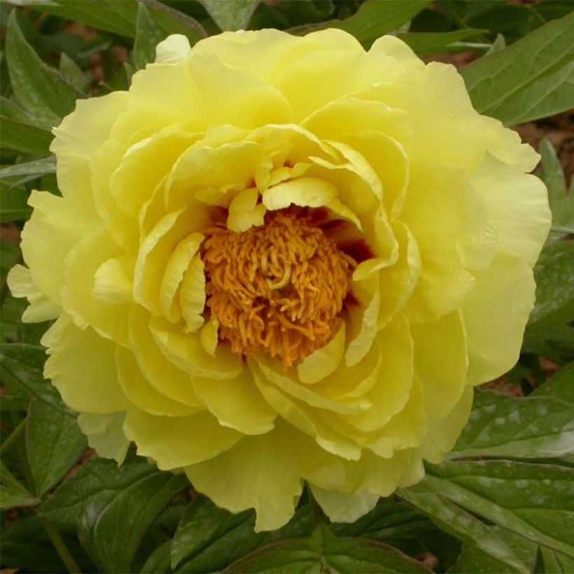 Peonia lutea Hai Huang (Floración)