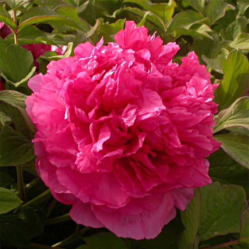 Peonía arbustiva Juan Ye Hong - Paeonia suffruticosa (Floración)