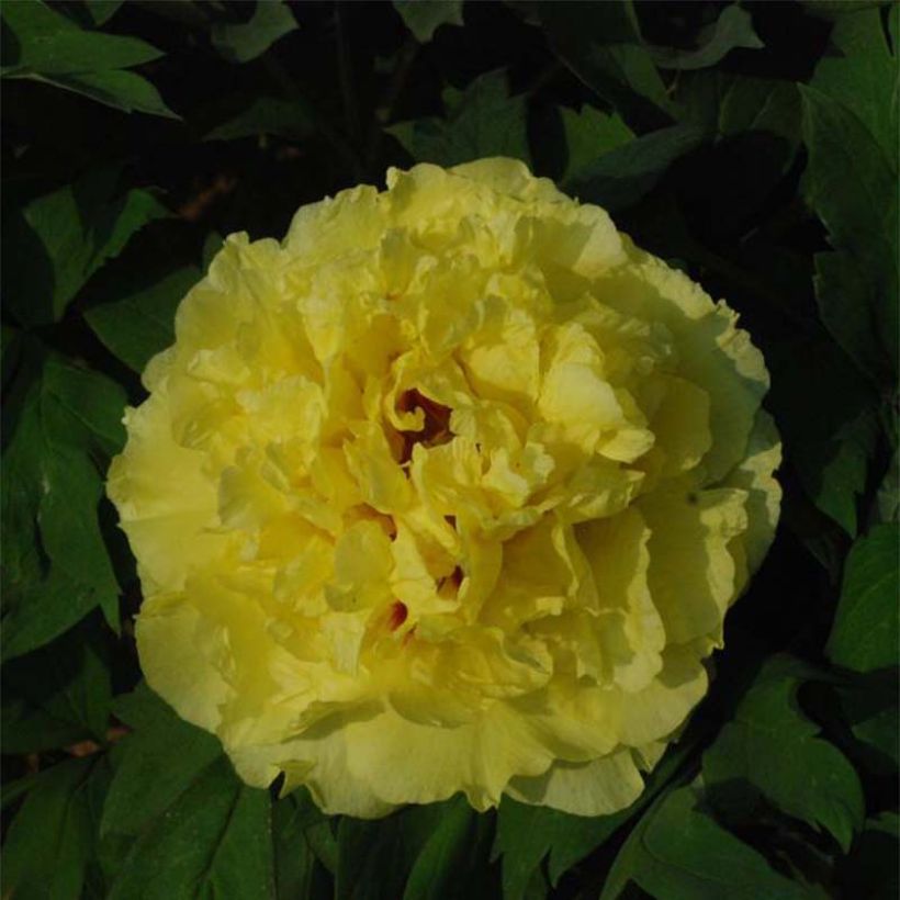 Peonia lutea Alice Harding (Floración)