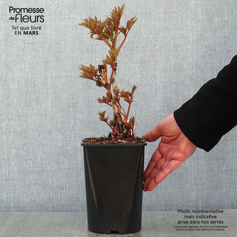 Pivoine arbustive Fen He Piao Jiang - Paeonia suffruticosa - pot de 2L/3L Ejemplar entregado en invierno