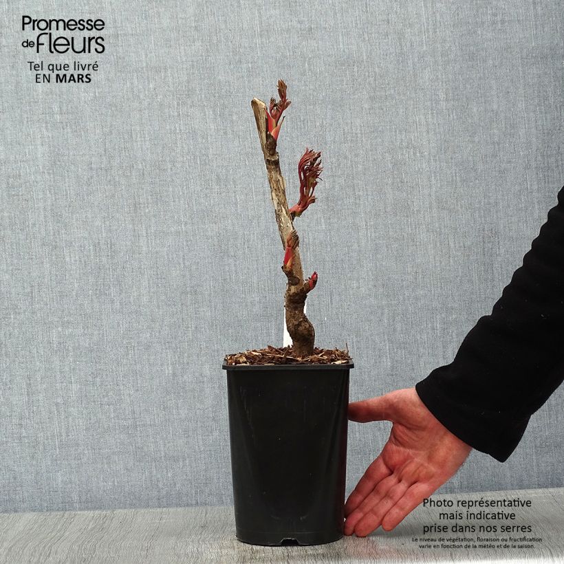 Peonía arbustiva Jin Ge - Paeonia suffruticosa Ejemplar entregado en invierno