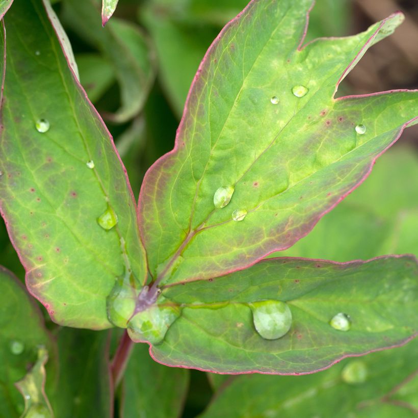 Peonía arbustiva Lan Bao Shi - Paeonia suffruticosa (Follaje)