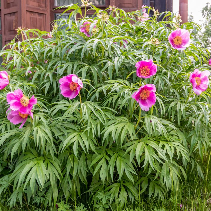 Paeonia anomala - Peonía siberiana (Porte)