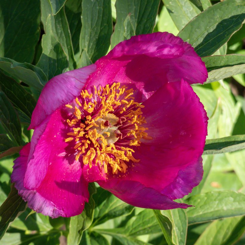 Peonia humilis (Floración)