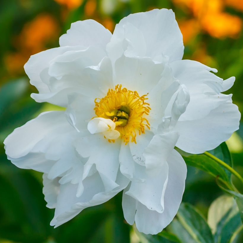 Peonia emodi Late Windflower (Floración)