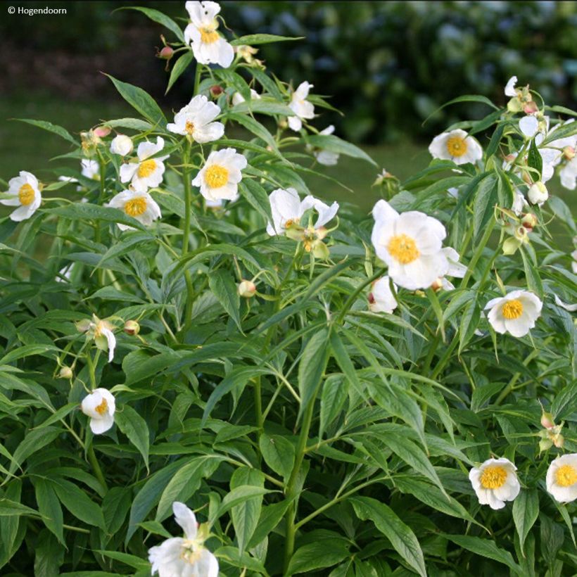 Peonia emodi Late Windflower (Porte)