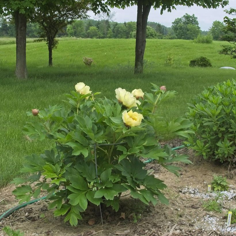 Peonia Itoh Yellow Crown (Porte)