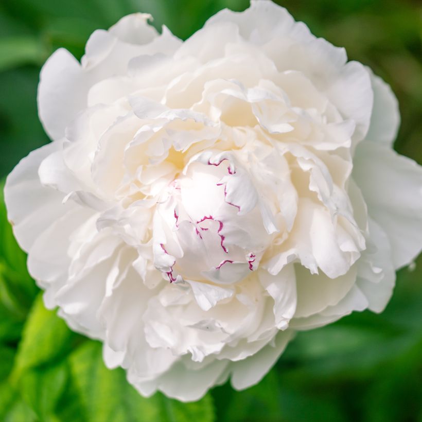 Peonia lactiflora Avalanche (Floración)