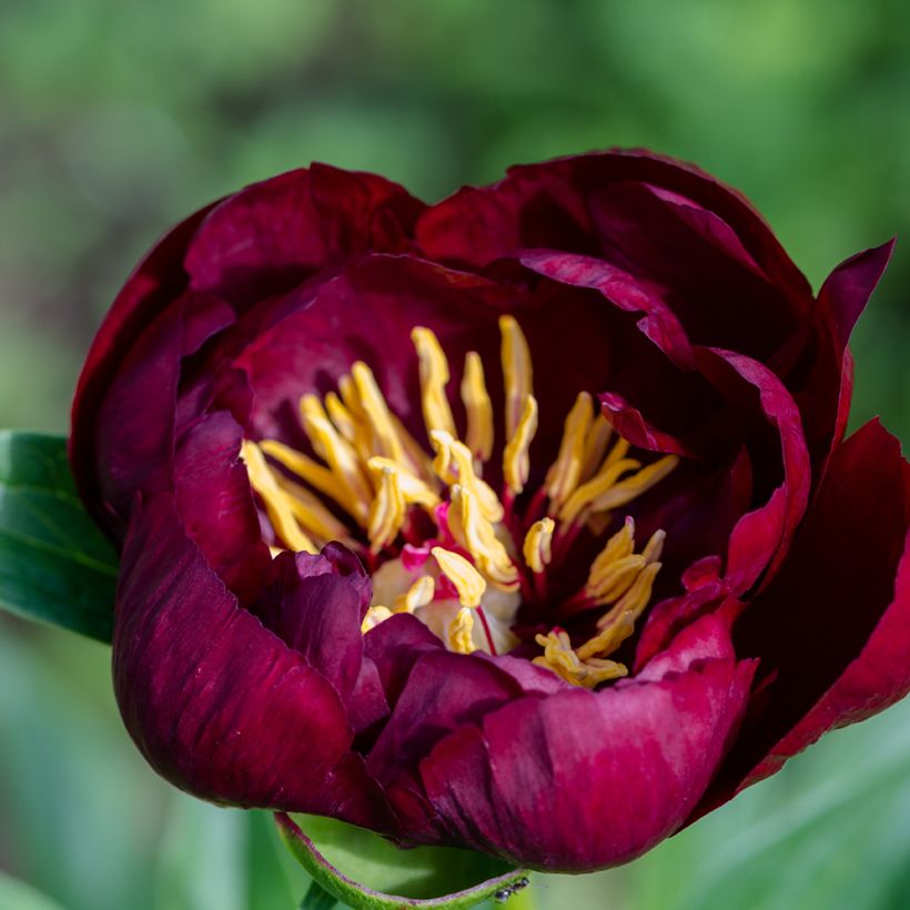 Peonia lactiflora Buckeye Belle (Floración)