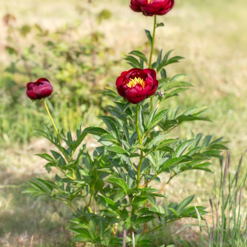 Peonia lactiflora Buckeye Belle (Porte)