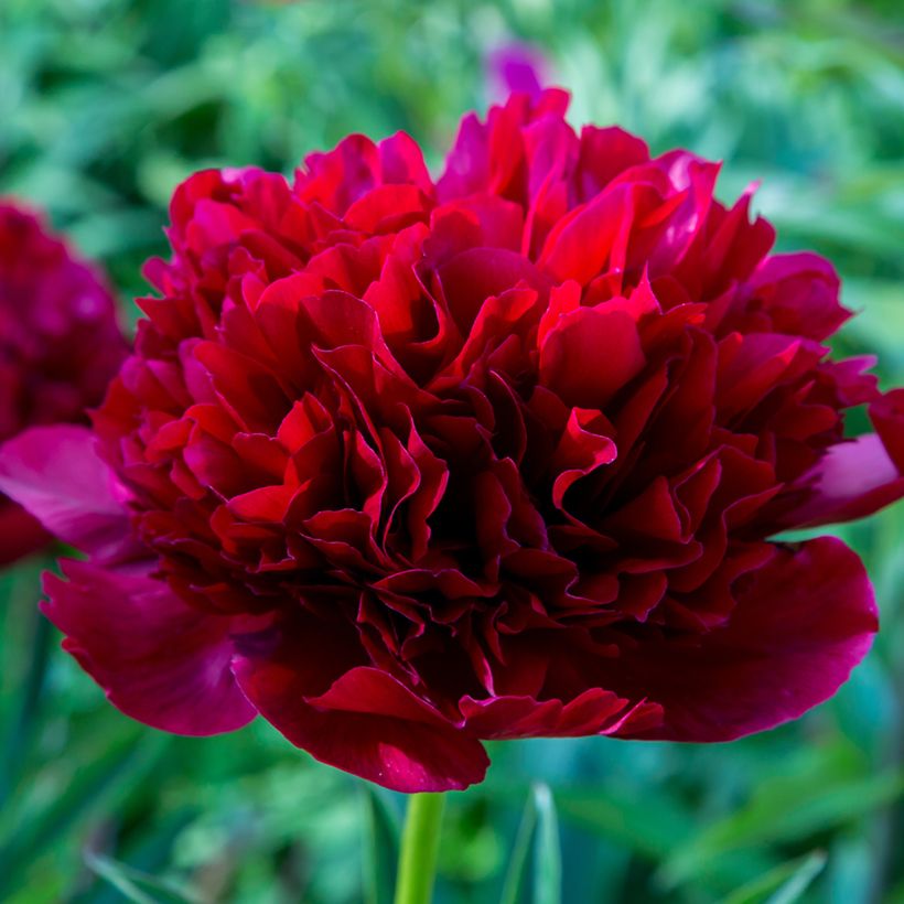 Peonia lactiflora Command Performance (Floración)