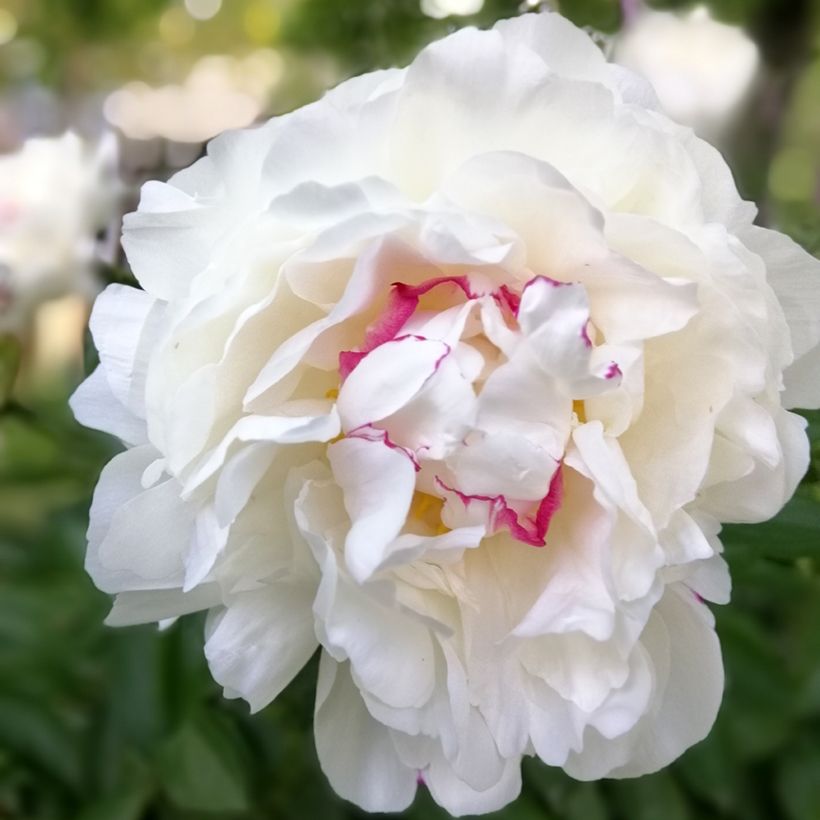 Peonia lactiflora Festiva Maxima (Floración)