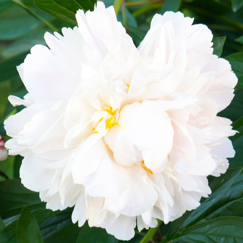 Peonia lactiflora Gardenia (Floración)