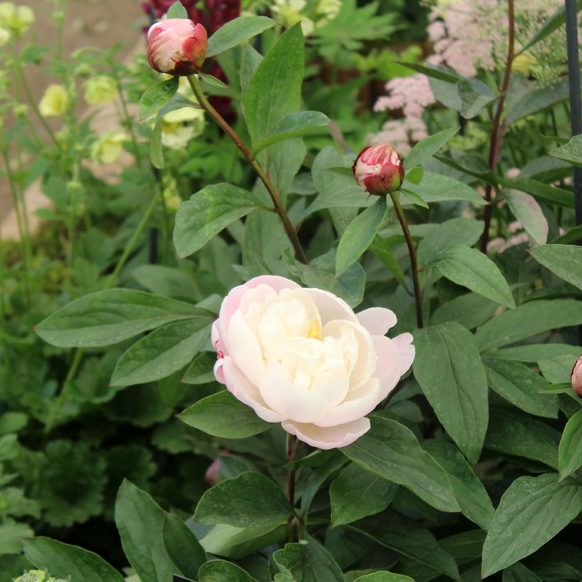 Peonia lactiflora Gardenia (Follaje)